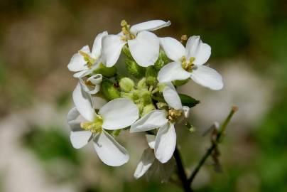 Fotografia da espécie Diplotaxis erucoides subesp. erucoides