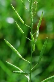 Fotografia da espécie Diplotaxis erucoides subesp. erucoides