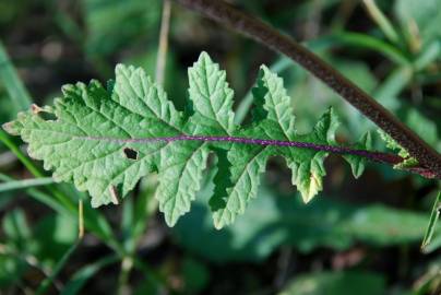 Fotografia da espécie Diplotaxis erucoides subesp. erucoides