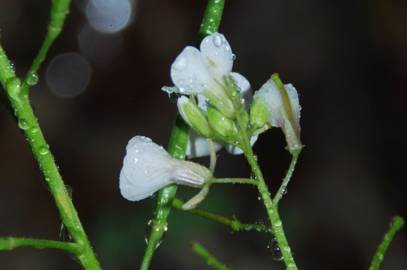 Fotografia da espécie Diplotaxis erucoides subesp. erucoides