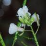 Fotografia 7 da espécie Diplotaxis erucoides subesp. erucoides do Jardim Botânico UTAD