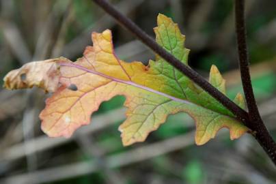 Fotografia da espécie Diplotaxis erucoides subesp. erucoides