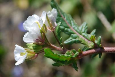 Fotografia da espécie Diplotaxis erucoides subesp. erucoides