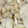 Fotografia 12 da espécie Diplotaxis erucoides subesp. erucoides do Jardim Botânico UTAD