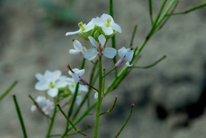 Fotografia da espécie Diplotaxis erucoides subesp. erucoides