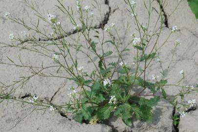 Fotografia da espécie Diplotaxis erucoides subesp. erucoides