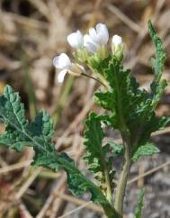 Diplotaxis erucoides subesp. erucoides