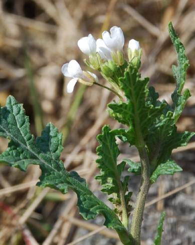 Fotografia de capa Diplotaxis erucoides subesp. erucoides - do Jardim Botânico