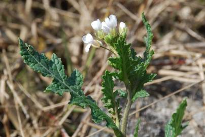 Fotografia da espécie Diplotaxis erucoides subesp. erucoides