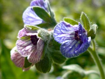 Fotografia da espécie Cynoglossum creticum