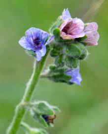 Fotografia da espécie Cynoglossum creticum