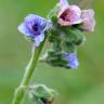 Fotografia 7 da espécie Cynoglossum creticum do Jardim Botânico UTAD