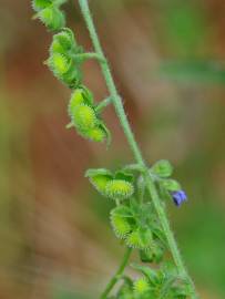 Fotografia da espécie Cynoglossum creticum