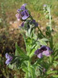 Fotografia da espécie Cynoglossum creticum