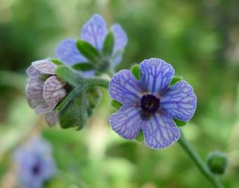 Fotografia da espécie Cynoglossum creticum