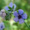 Fotografia 12 da espécie Cynoglossum creticum do Jardim Botânico UTAD