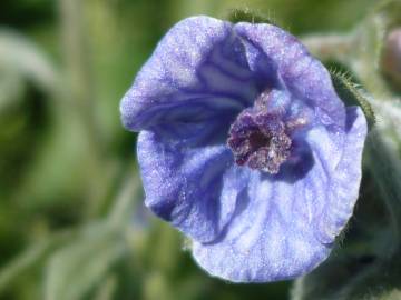 Fotografia da espécie Cynoglossum creticum