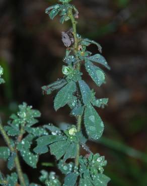 Fotografia 4 da espécie Dorycnium hirsutum no Jardim Botânico UTAD