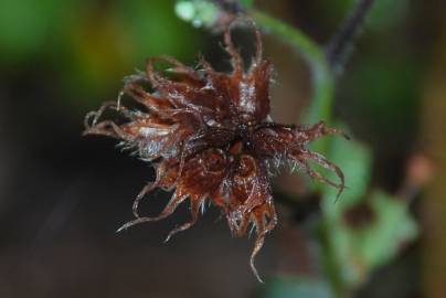 Fotografia da espécie Dorycnium hirsutum