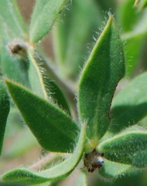 Fotografia 9 da espécie Dorycnium hirsutum no Jardim Botânico UTAD