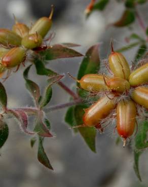 Fotografia 13 da espécie Dorycnium hirsutum no Jardim Botânico UTAD