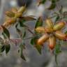 Fotografia 13 da espécie Dorycnium hirsutum do Jardim Botânico UTAD