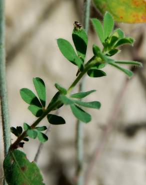 Fotografia 15 da espécie Dorycnium hirsutum no Jardim Botânico UTAD
