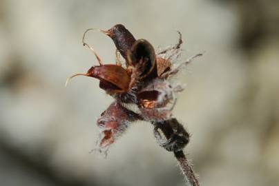 Fotografia da espécie Dorycnium hirsutum