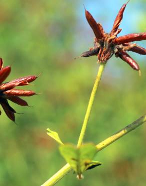 Fotografia 19 da espécie Dorycnium rectum no Jardim Botânico UTAD