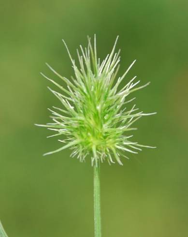 Fotografia de capa Echinaria capitata - do Jardim Botânico