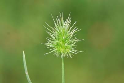 Fotografia da espécie Echinaria capitata