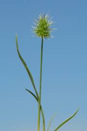 Fotografia da espécie Echinaria capitata