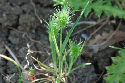 Fotografia da espécie Echinaria capitata