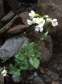 Fotografia da espécie Draba muralis