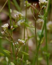 Fotografia da espécie Draba muralis