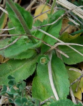 Fotografia 4 da espécie Draba muralis no Jardim Botânico UTAD