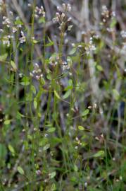 Fotografia da espécie Draba muralis