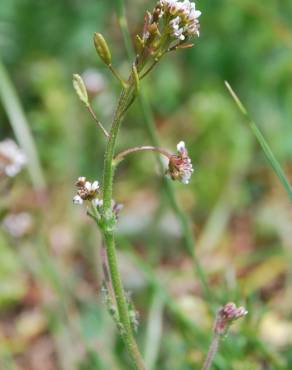 Fotografia 6 da espécie Draba muralis no Jardim Botânico UTAD