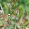 Fotografia 6 da espécie Draba muralis do Jardim Botânico UTAD