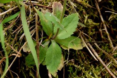 Fotografia da espécie Draba muralis