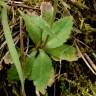 Fotografia 7 da espécie Draba muralis do Jardim Botânico UTAD