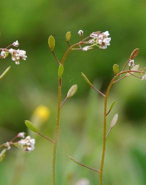 Fotografia 8 da espécie Draba muralis no Jardim Botânico UTAD