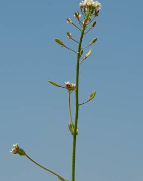 Fotografia 9 da espécie Draba muralis no Jardim Botânico UTAD