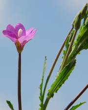 Fotografia da espécie Epilobium tetragonum