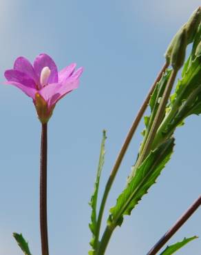 Fotografia 1 da espécie Epilobium tetragonum subesp. tournefortii no Jardim Botânico UTAD