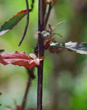 Fotografia 3 da espécie Epilobium tetragonum subesp. tournefortii no Jardim Botânico UTAD
