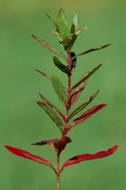 Fotografia da espécie Epilobium tetragonum subesp. tournefortii