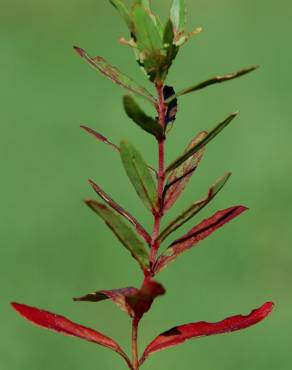 Fotografia 5 da espécie Epilobium tetragonum subesp. tournefortii no Jardim Botânico UTAD