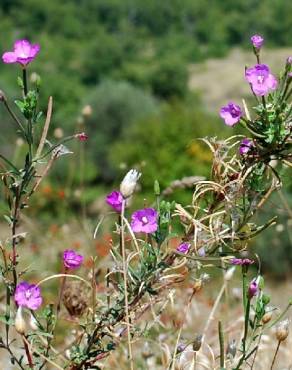 Fotografia 6 da espécie Epilobium tetragonum subesp. tournefortii no Jardim Botânico UTAD