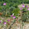 Fotografia 6 da espécie Epilobium tetragonum subesp. tournefortii do Jardim Botânico UTAD